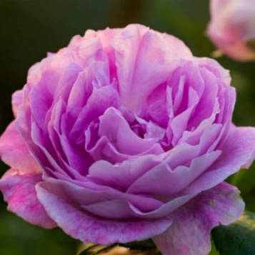 Троянди Сапфір (шкараб)