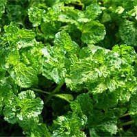 М'ята садова Кріспа