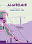 Анатомія. Атлас. Серія "Крутезна інфографіка", фото 2