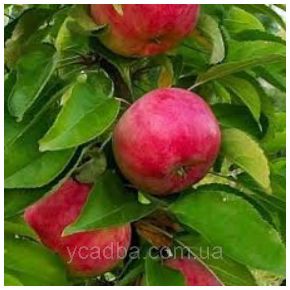 Яблуня колоноподібна Скорпіон (осіння), фото 1