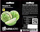 Насіння Капусти білокачанної Пандіон F1, компактна, суперранній гібрид 500 шт (Leda Agro), фото 2