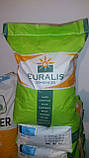 Насіння кукурудзи Euralis ЄС Інвентив ФАО 300, фото 2
