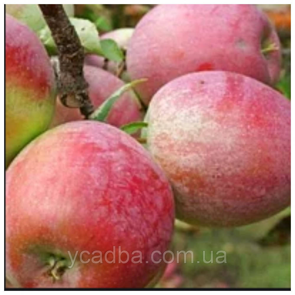 Яблуня колоноподібна Граф Еззо (зимова), фото 1