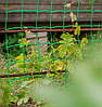 Сітка огіркова шпалерна, Угорщина, 1,7 м х 500 м, фото 2