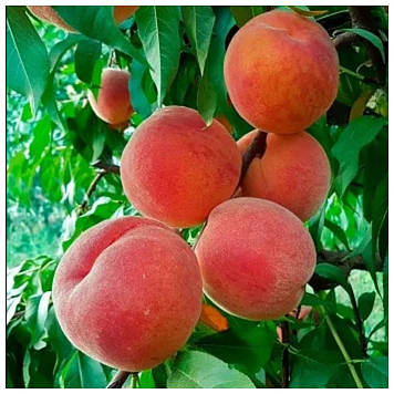 Персик колоноподібний Тотем садівника (середньостиглий)