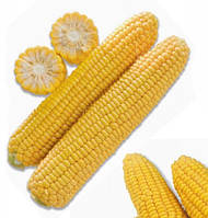Насіння кукурудзи Тусон F1 / Тайсон F1 / TYSON F1,1 кг середньостигла цукрова кукурудза