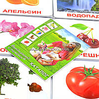 Розвиваюча гра Картки Домана Випуск 2 Світ природи «Вундеркінд з пелюшок» ламінація 6 наборів 120 карток, фото 5