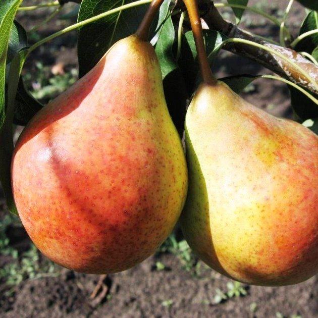 Саджанці Груші Бере Боск - осіннього терміну, великоплідна, морозостійка, фото 1