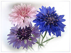 Насіння волошки