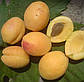 Абрикос ананасовий Цюрупинський (середньостиглий), фото 2