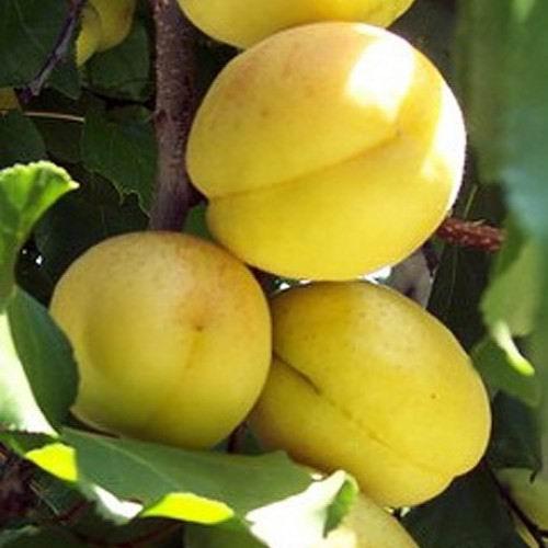 Абрикос ананасовий Цюрупинський (середньостиглий), фото 1