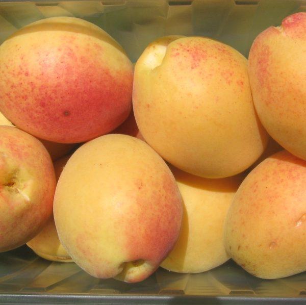 Абрикос ананасний Шалах (ранний)