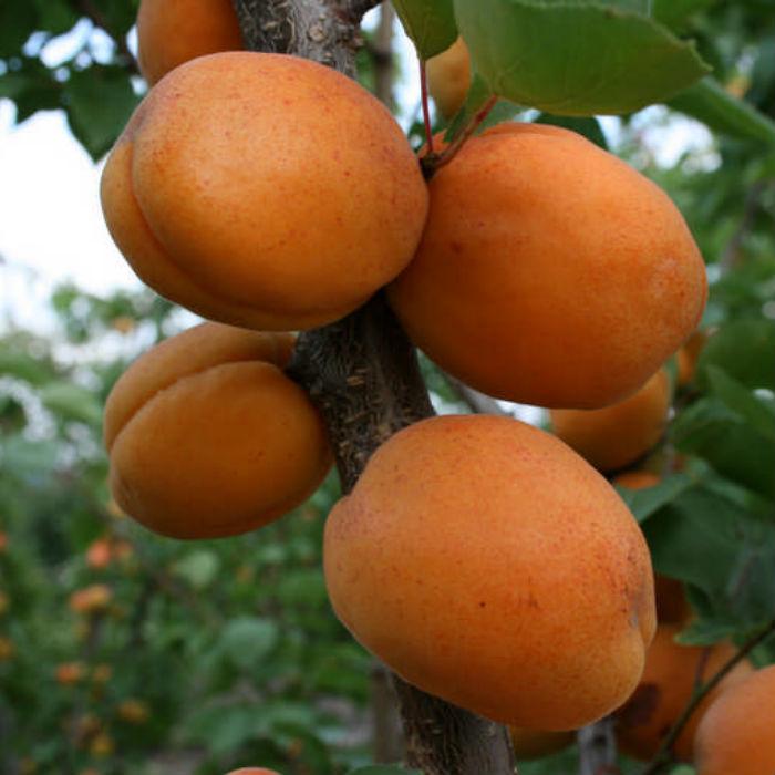 Абрикос Голд Річ (середньостиглий), фото 1