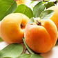 Абрикос Голд Річ (середньостиглий), фото 2