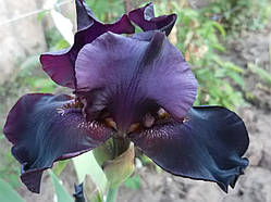 Іріс чорно-фіолетовий (сажі)
