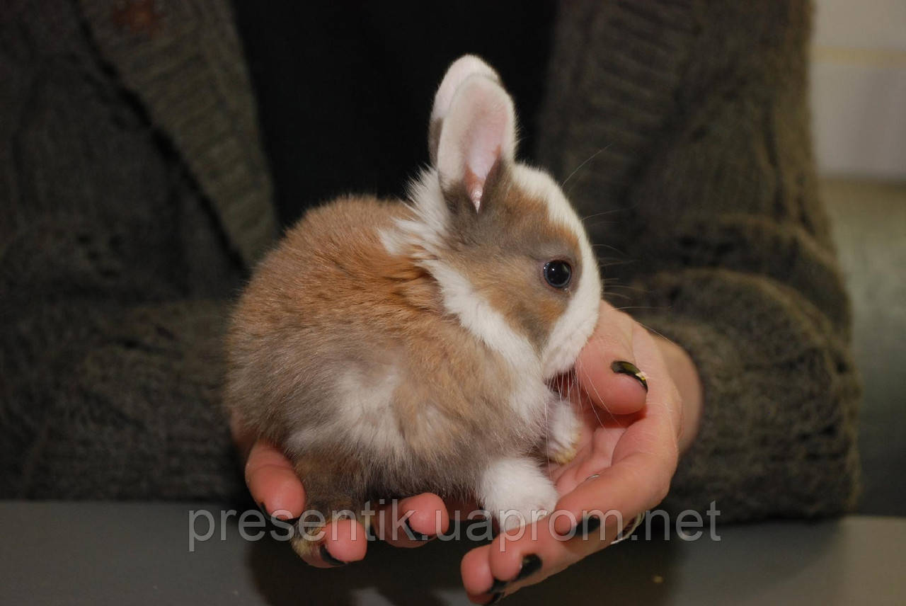 Скільки коштує кролик?