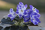 Ask Debbie, фото 3