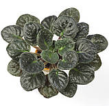 Evening Splendor (LLG / Sorano), фото 2