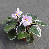 Irish Iridescence , фото 3