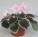 Irish Iridescence , фото 2