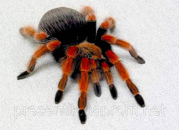 Ручные яркие пауки птицееды Брахипельма Боэми, Смитти 1-2 линька