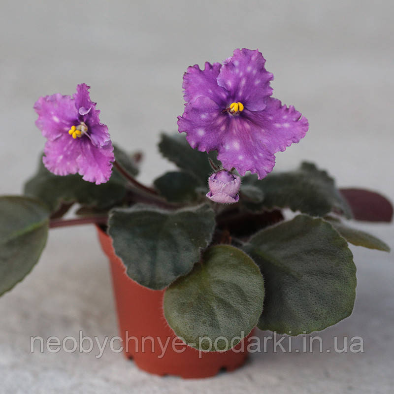 Сорт Spanish Dancer