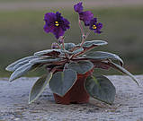 Фіалка сорту Taboo, фото 2