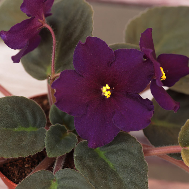 Фіалка сорту Taboo, фото 1