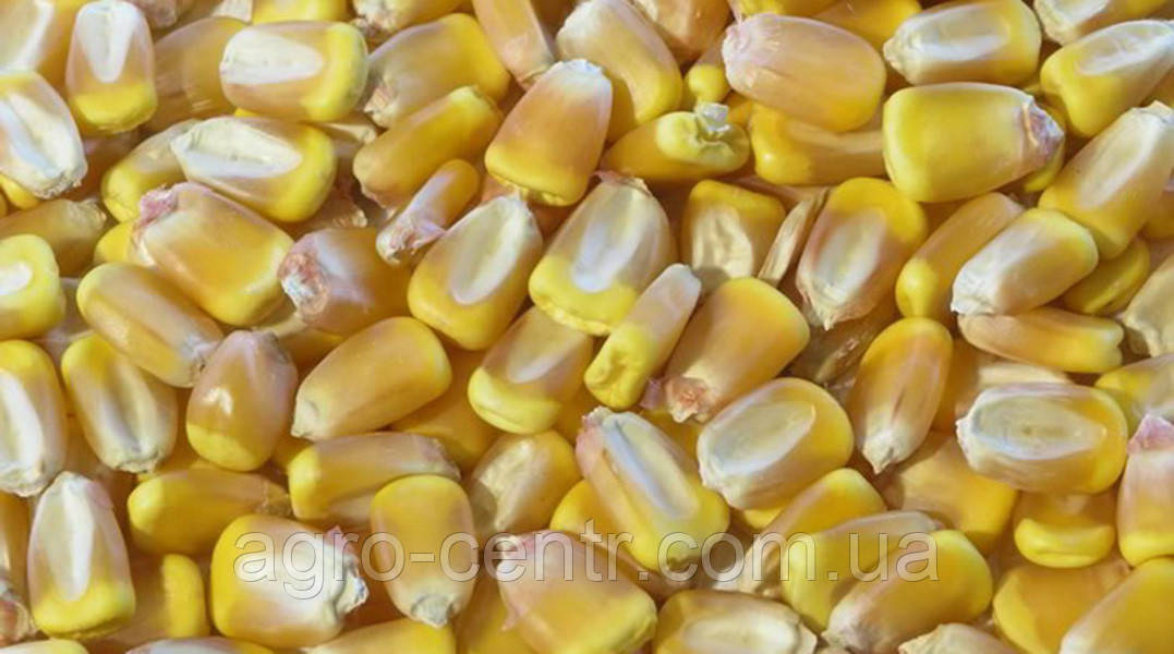 Насіння кукурдзи Оржиця 237 МВ