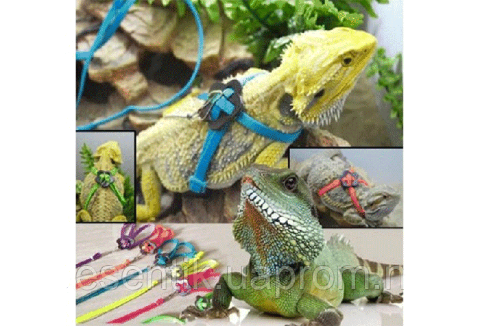Шлея для бородатой агамы, гекконов, игуан и других рептилий, цена 199 ...
