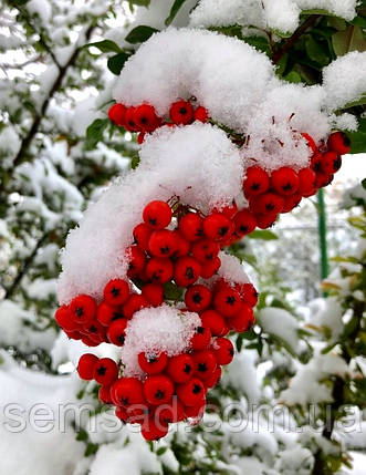Піраканта Ред Кушон \ Pyracantha coccinea ( саджанці 3 роки С3л ), фото 3