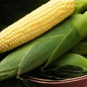 Насіння кукурудзи Спіріт F1, насіння 20 — рання (73 дні), солодка Syngenta, фото 2