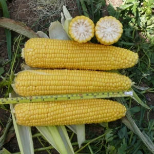 Насіння цукрової кукурудзи Добриня F1, насіння 15 — рання супер солодка, Lark Seeds, фото 3