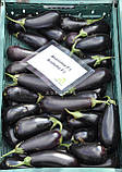 Анатолія F1 насіння баклажан 100 шт Rijk Zwaan, Голландія, фото 3