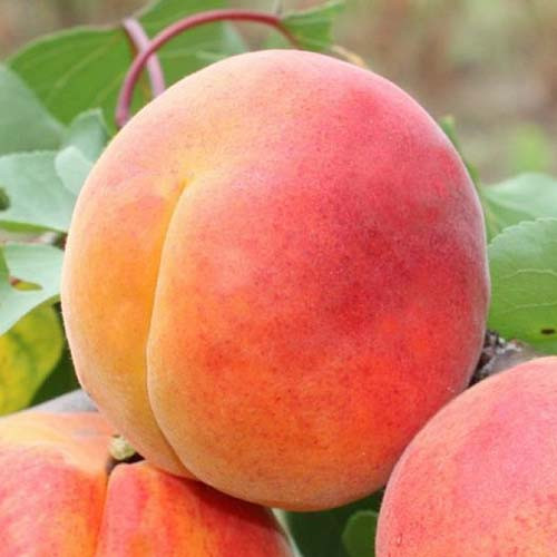 Абрикос великопоплідний Дукі (пізній), фото 1