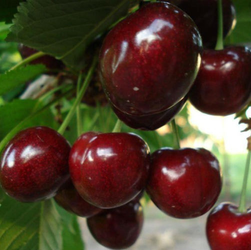 Черешня Техлован (пізня), фото 1