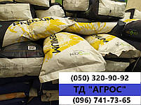 Гібрид соняшника під гранстар НС СУМО 007. Насіння соняшника НСХ 6059 стійке до вовчка шости рас A-F. Екстра, фото 2