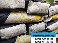 Гібрид соняшника під гранстар НС СУМО 007. Насіння соняшника НСХ 6059 стійке до вовчка шости рас A-F. Екстра, фото 3