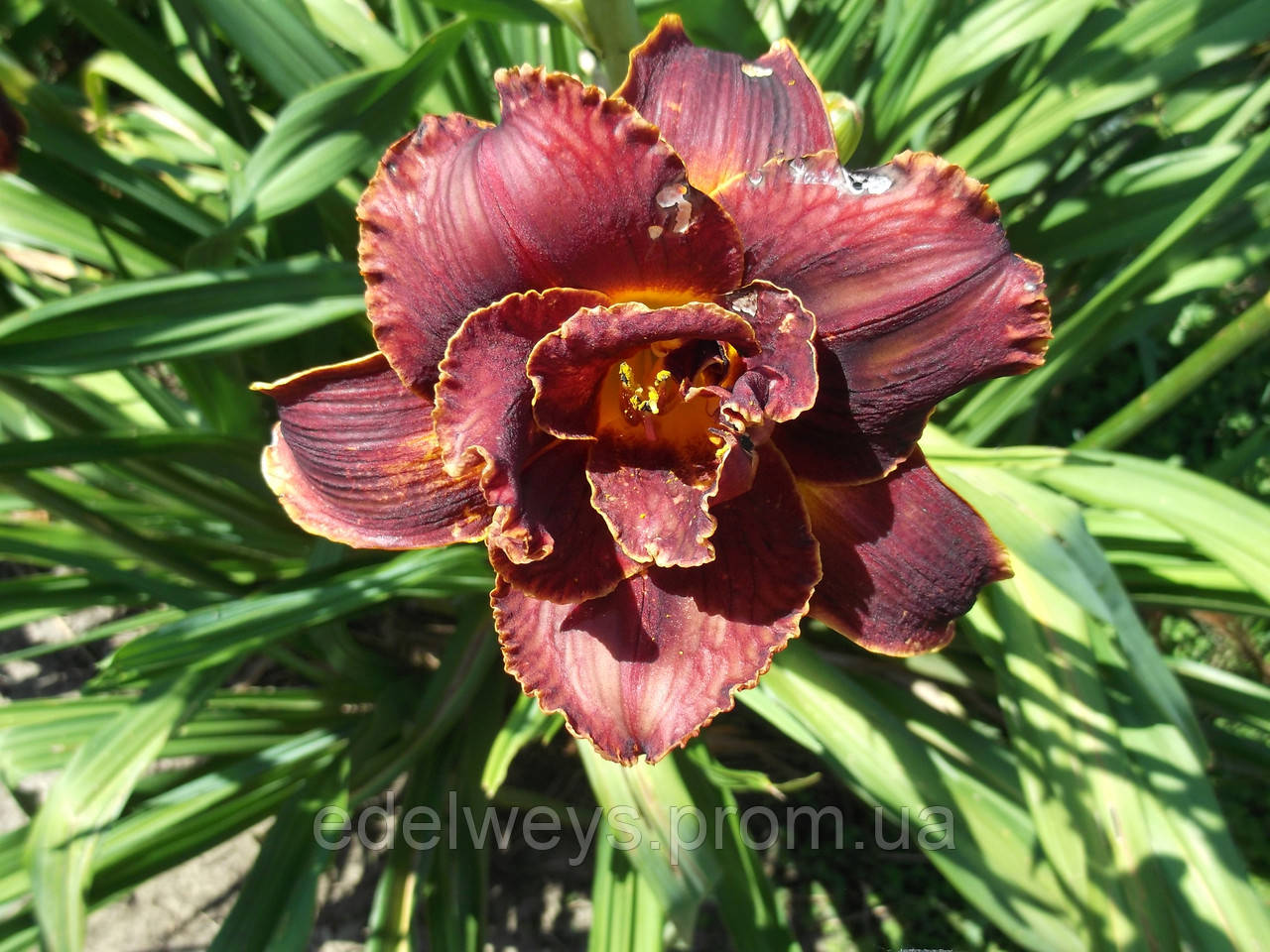 Лілійник "Night Embers" саджанці "Нігт Емберс", фото 1