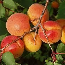 Абрикос Червонощокий (середньостиглий), фото 1