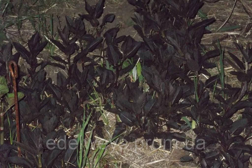 Вербейник пурпурний "Firecracker" (саженці), фото 1