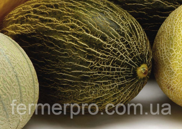 Насіння дині Месура F1/Mesura F1 1000 насіння Rijk Zwaan, фото 1