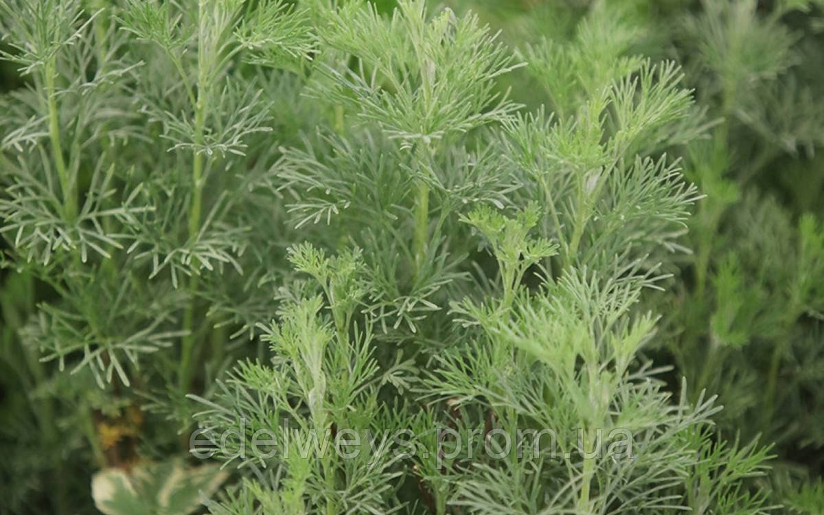 Полин "Cola Plant" ( Кола Плант) саджанці, фото 1