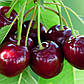 Черешня Талісман (середньостигла), фото 2