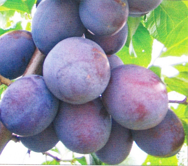 Слива Президент (пізня), фото 1