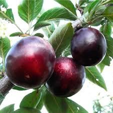 Слива диплоїдна Глобус (середньостигла), фото 1