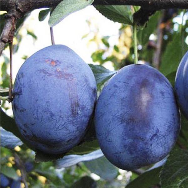 Слива Стенлей (пізня), фото 1