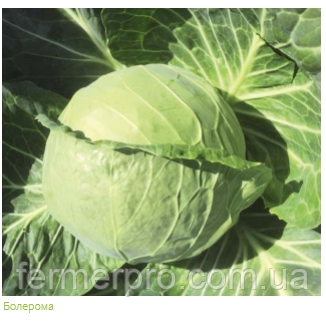 Насіння капусти Болером F1/Boleroma F1 Каліброване насіння 2500 насіння Rijk Zwaan, фото 1