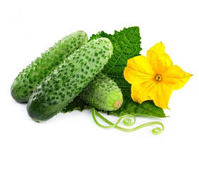 Огірок бджолозапильний