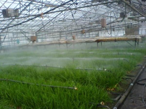 Вирощування цибулі в теплиці Посадка цибулі в теплиці